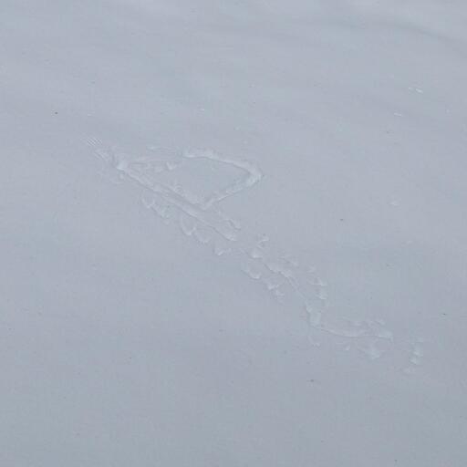 The imprint of bird wings on fresh snow with tracks around it.